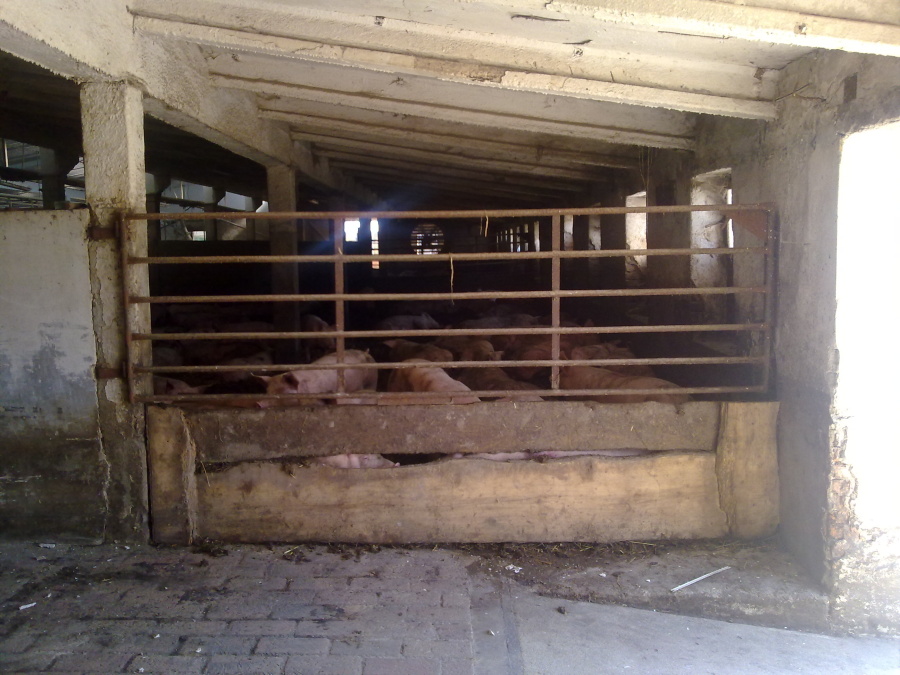 rekonstrukce-chov-prasat-klm-big-001.jpg