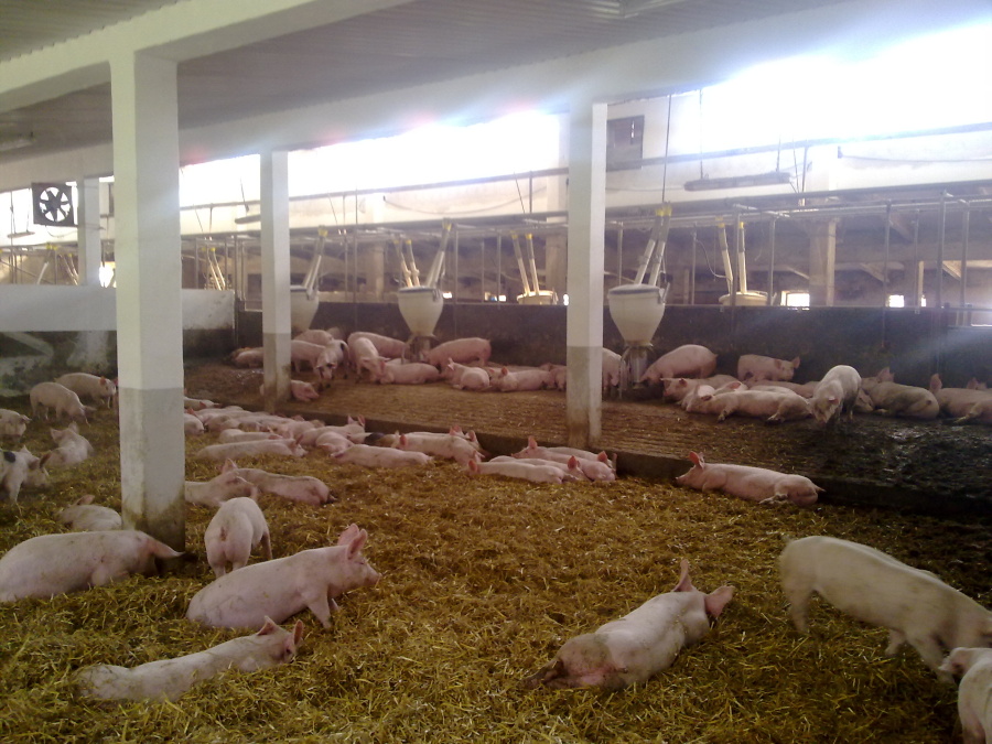 rekonstrukce-chov-prasat-klm-big-011.jpg