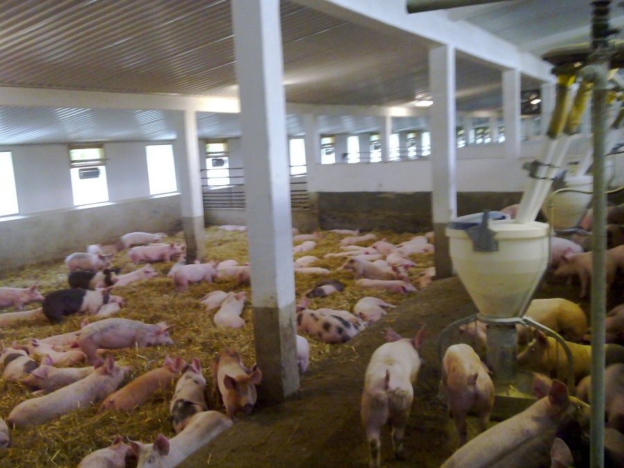 rekonstrukce-chov-prasat-klm-big-012.jpg