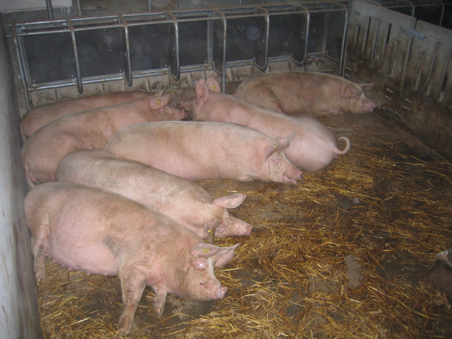 rekonstrukce-chov-prasat-lechotice-klm-big-015.jpg